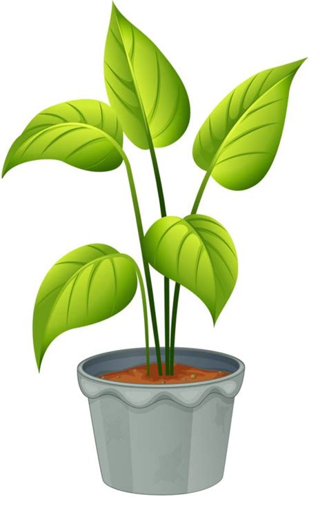 Plant Pictures Clipart