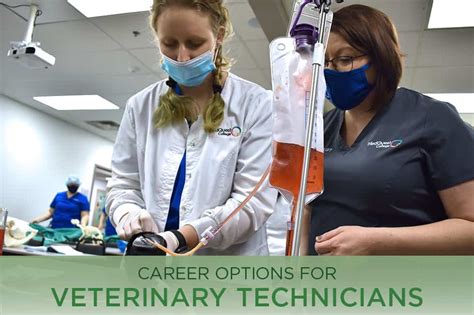 Career Options For Veterinary Technicians Medquest