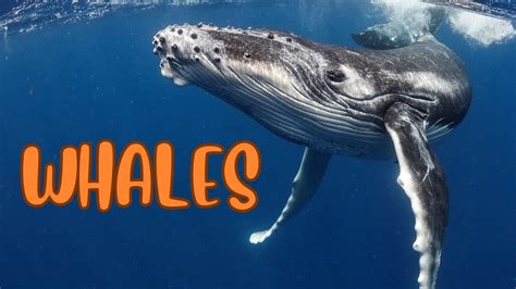 Whales Giants Of The Deep Youtube