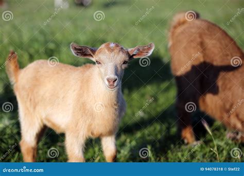 Baby goat stock photo. Image of little, meadow, play - 94078318