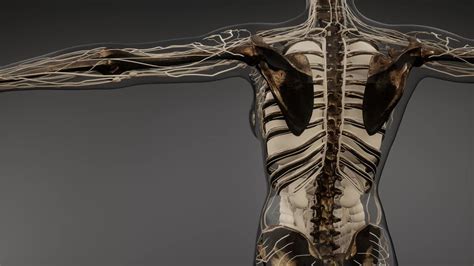 Free stock video - Transparent human body with visible bones