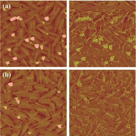 Tapping mode AFM height left and phase right images 5 μm 5 μm