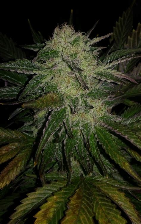 Chronic from Serious Seeds | strains.io | cannabis marijuana strain info