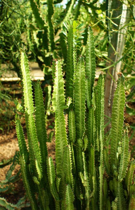 Photo #21728 | Euphorbia trigona | plant lust