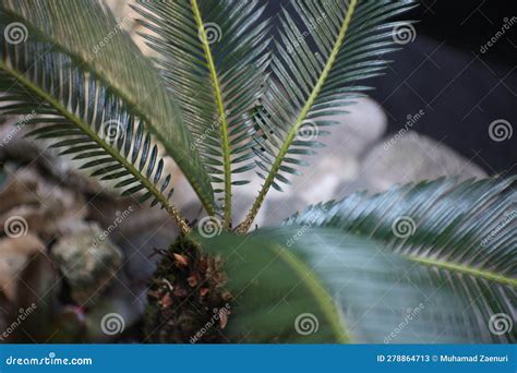 Phoenix Roebelenii Date Palm Pygmy Date Palm Or Miniature Date Palm