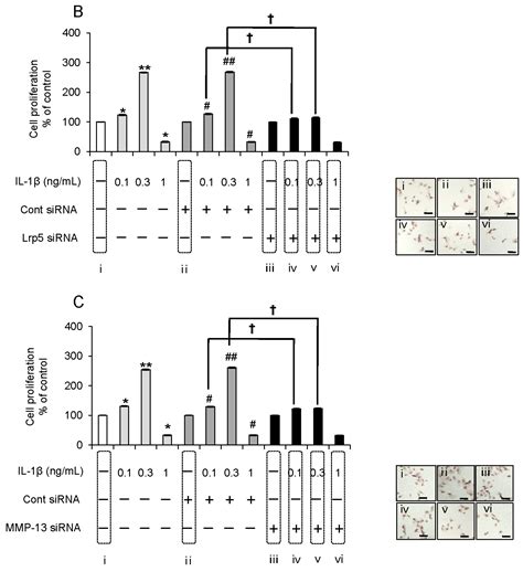 Ijms Free Full Text Wnt16 Signaling Is Required For Il 1β Induced