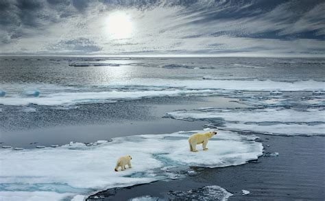 Arctic Ocean found to be a biological "treasure trove" - Earth.com