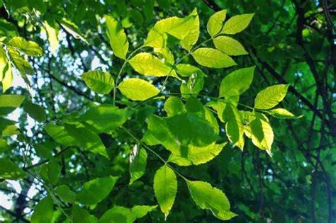 Характеристика ясень – описание, состав, свойства, применение и ...