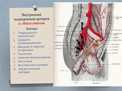 Загальна, зовнішня та внутрішня клубові артерії і вени - презентация онлайн