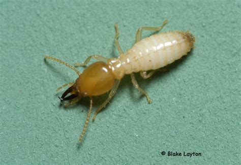 Termite Biology Eastern Subterranean Termites And Formosan Termites