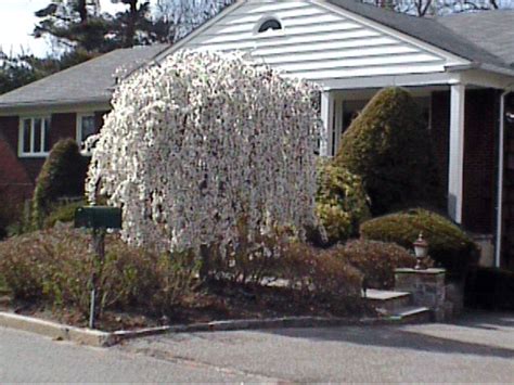 Weeping Flowering Cherry Tree White - White Weeping Cherry, 4-6 feet ...