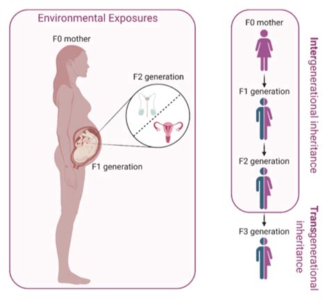 Inter- or transgenerational epigenetic inheritance?