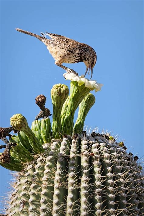 Cactus Wren enjoying the nectar from a Saguaro Cactus bloom. Camera ...