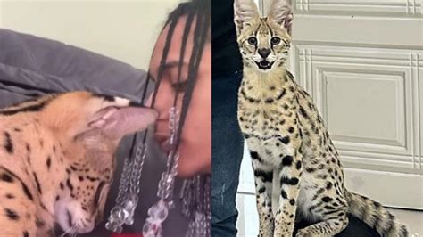 Rapper Oruam Tenta Beijar Gato E Leva Tapa Do Bichano Avaliado Em R