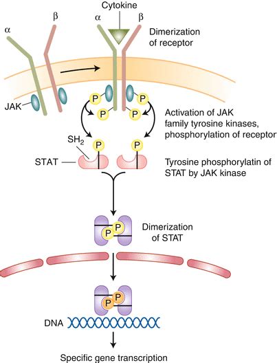 Interferons And Interleukins Springerlink