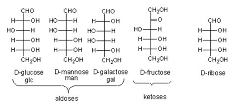 Structure And Function Of Carbohydrates A Level Biology