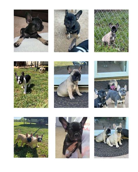 French Bulldog Puppies