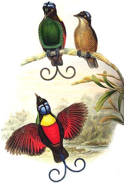 Wilson's Bird-of-paradise - Diphyllodes respublica - jogo12898