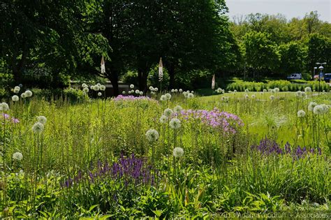 Skärholmens Perennpark | Perennials, Piet, Outdoor