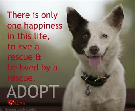 Animal Rescue Quotes Quotesgram