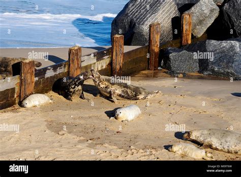 grey seals  grey seal pups   beach  horsey  norfolk