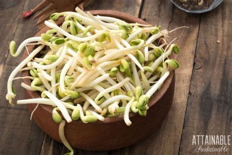 How To Grow Bean Sprouts From Seeds