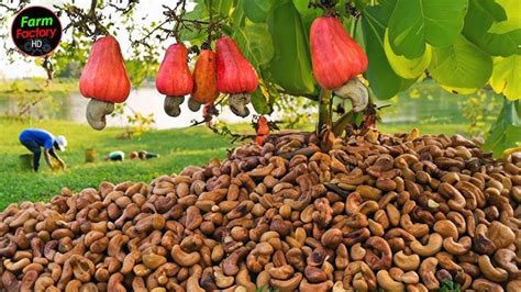 cashew nut tree farm