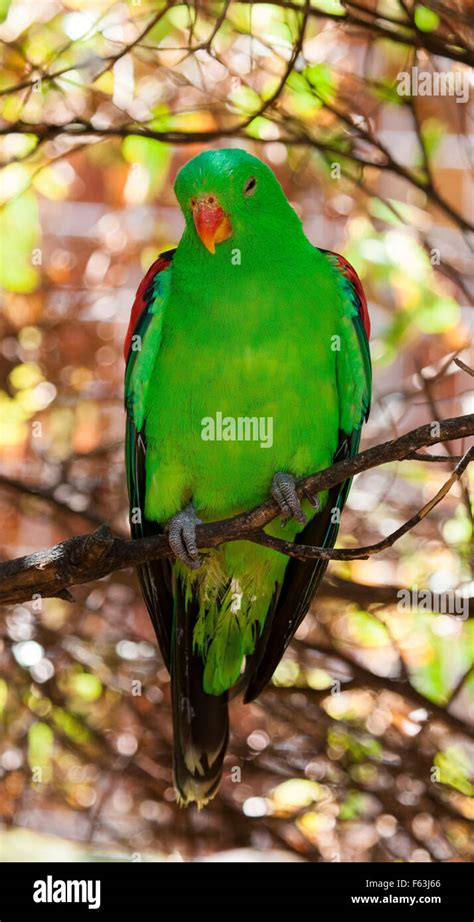 Australian Birds Collection, Green Birds Australia Stock Photo - Alamy