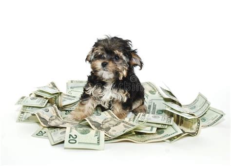 Perro Con El Dinero Foto De Archivo Imagen De Dinero