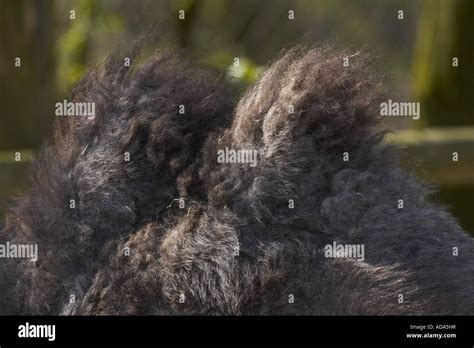 Bactrian camel, two-humped camel (Camelus bactrianus), humps Stock Photo - Alamy