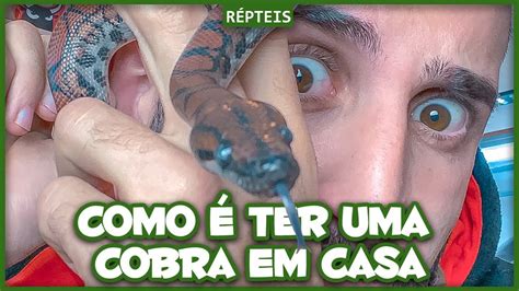 Aparecer Cobra Em Casa Significado Espiritual - O'que Significa Aparecer Cobra Em Casa - FDPLEARN