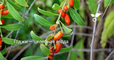 Годжи — целебная ягода . Дереза. Полезные свойства. Уход, выращивание ...