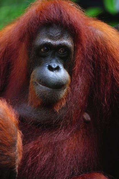 Sumatran Orangutan Orangutan Facts And Information