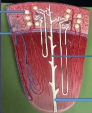 Dr. Maula Lab 2 Urinary System Diagram 4 (Renal Medulla) Diagram | Quizlet