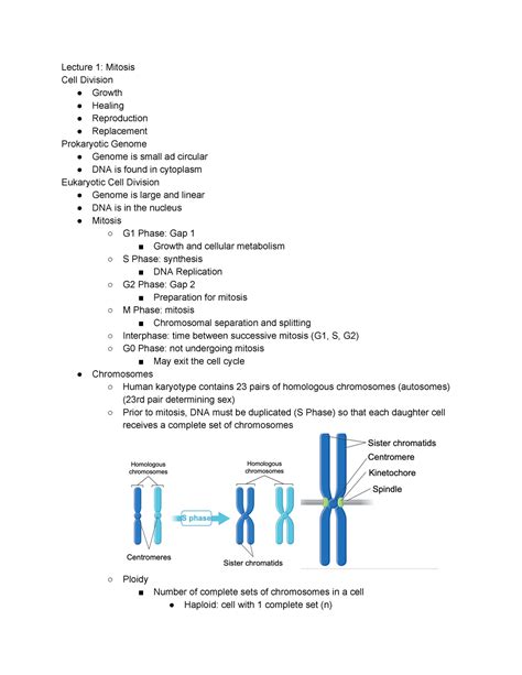 BIOL 1090 Midterm Review HFWXUH 0LWRVLV HOO LYLVLRQ Ɣ URZWK Ɣ