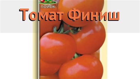 Томат обыкновенный Финиш (finish) 🌿 обыкновенный томат Финиш обзор: как ...