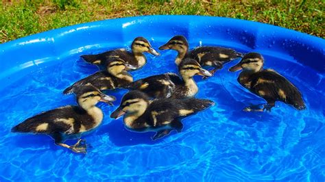 I Got My Ducklings A Kiddie Pool Youtube