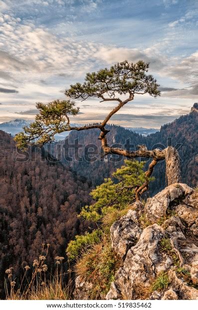 Dwarf Pine Tree On Sokolica Peak Stock Photo Shutterstock