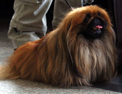 Pekingese Info Temperament Lifespan Puppies Pictures