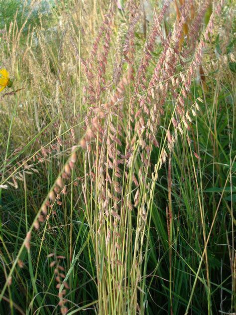 Sideoats Grama Pawnee Buttes Seed Inc