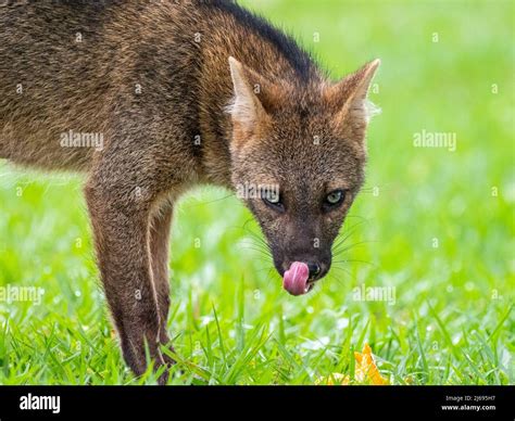 Adult Crab Eating Fox Cerdocyon Thous Head Detail At Pousada Piuval