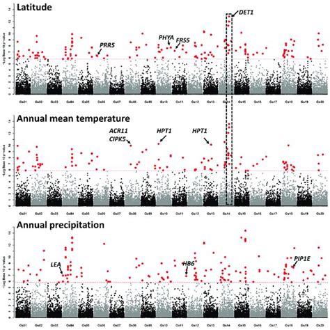 Manhattan Plot Of Genome Wide Association Analysis X Axis Is Position