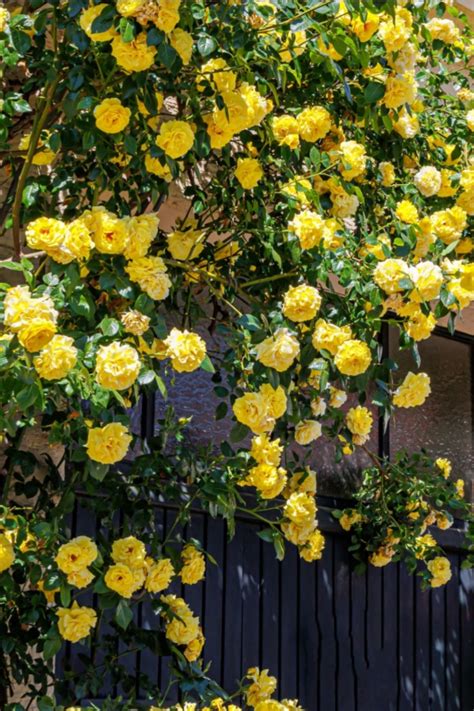 How To Fertilize Rose Bushes - The Secrets To More Blooms!