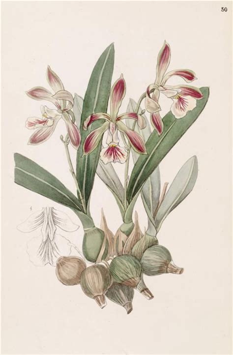 Over Free Botanical Vintage Prints Herbariums Orchids Botanical