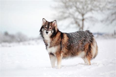 Cachorros que parecem lobos 15 raças FOTOS incríveis