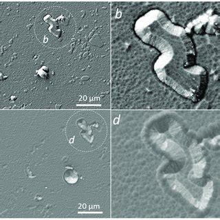 SEM Micrographs At A Lower A C And Higher Magnification B D Of The