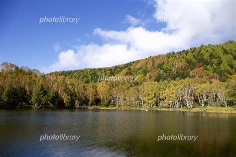 美しい早朝の白樺林 志賀高原 写真素材 5305398 フォトライブラリー Photolibrary