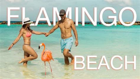 Flamingo Beach in Aruba •The Ultimate Travel Guide • Roamaroo