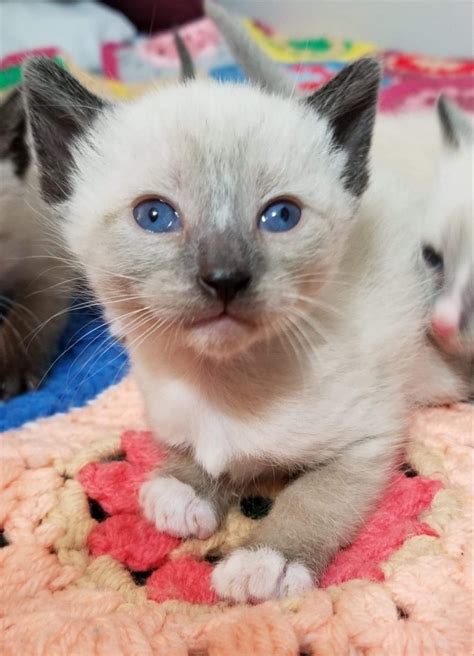 Siamese Cat Breeders In Wisconsin - British Shorthair