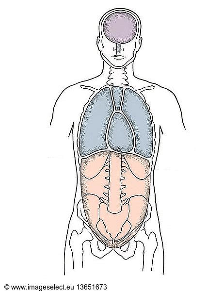 Anatomical Illustration Of Anterior Body Cavities Anatomical